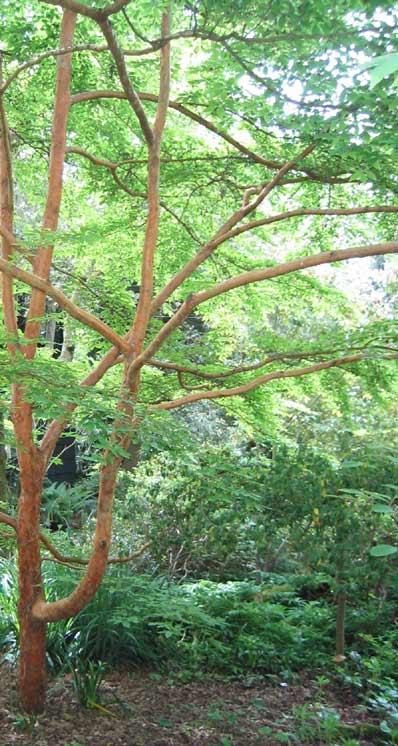 Sorbaria sorbifolia