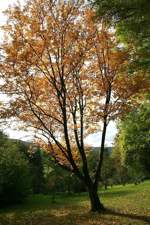 Sorbus alnifolia