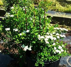 Spiraea nipponica Snowmound — photo 1