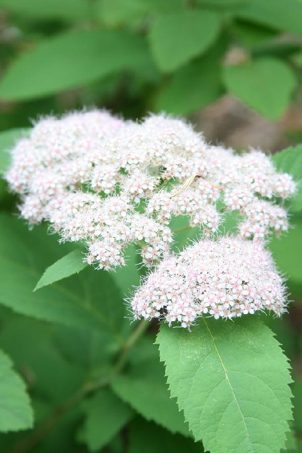 Spiraea Pink Parasols