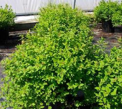Spirea japonica 'Little Princess' — photo 1