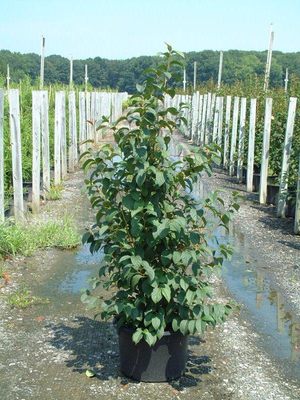 Stewartia koreana