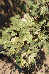 Acer pseudoplatanus 'Eskimo Sunset' — photo 1