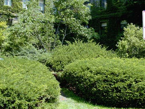 Taxus cuspidata — photo 1