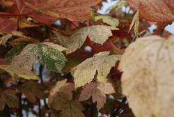 Acer pseudoplatanus 'Eskimo Sunset' — photo 2