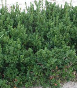 Taxus cuspidata 'Dark Green Spreader' - The Site Gardener