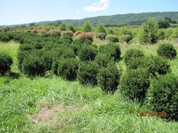 Taxus media Brownii — photo 1
