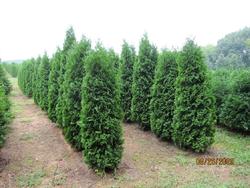 Thuja Occ Pyramidalis — photo 1