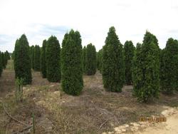 Thuja Occ Pyramidalis — photo 2