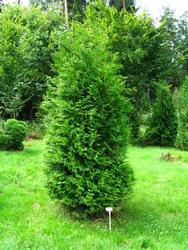 Thuja occidentalis Brabrant — photo 1