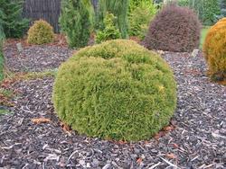 Thuja occidentalis Danica — photo 1