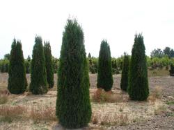 Thuja occidentalis 'Smaragard — photo 1