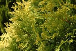 Thuja occidentalis 'George Peabody' — photo 2