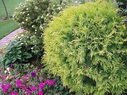 Thuja occidentalis Golden Globe — photo 1