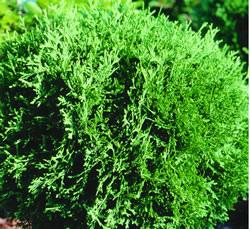 Thuja occidentalis Hetz Midget — photo 1