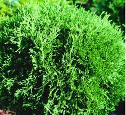 Thuja occidentalis Hetz Midget — photo 1