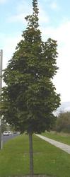 Acer platanoides 'Columnare' — photo 1