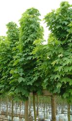 Acer platanoides 'Columnare' — photo 2