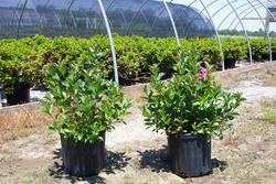 Weigela florida Rumba — photo 1
