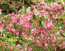Weigela florida Rumba — photo 2
