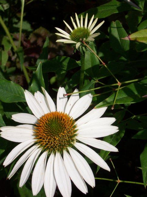 Echinacea White Swan