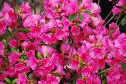 Azalea Kim's Double Pink — photo 1