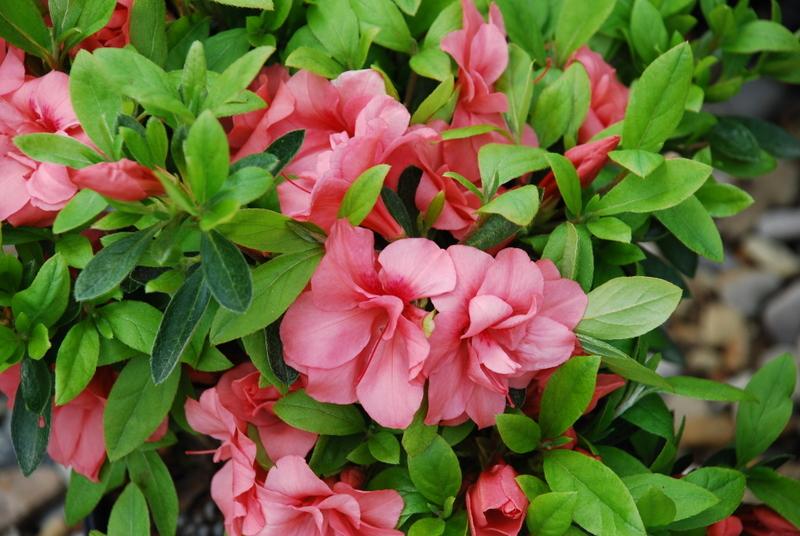 Azalea Louise Gable — photo 1