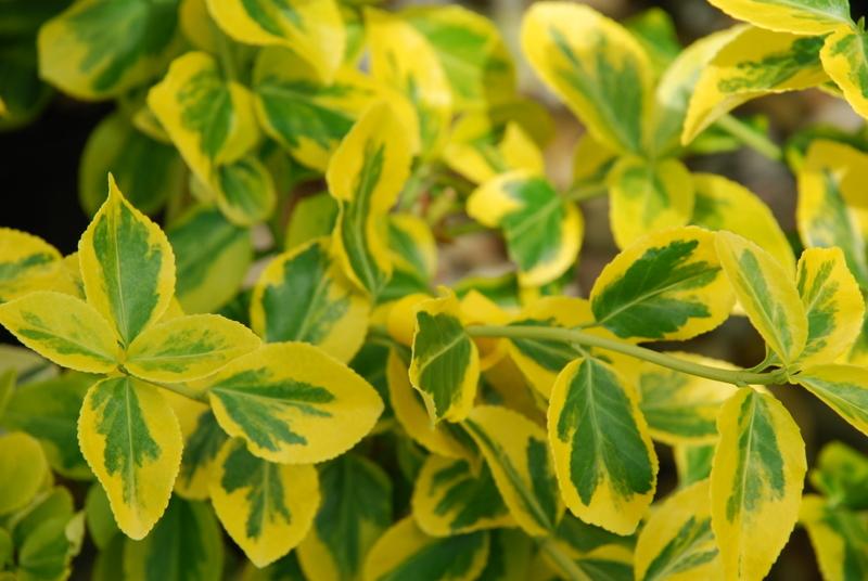 Euonymus fortunei Splash Slash — photo 1