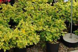 Euonymus fortunei Splash Slash — photo 2