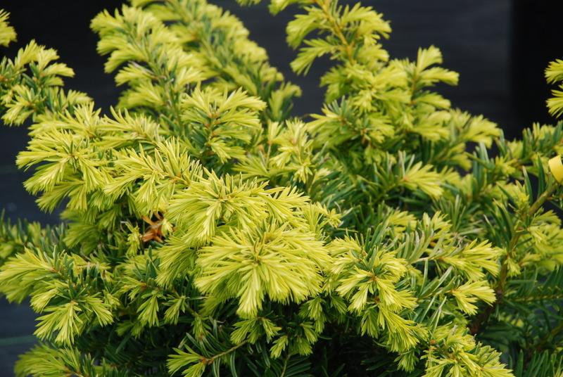 Cephalotaxus Watnong — photo 1