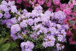 Rhododendron Biloxi Blues — photo 1