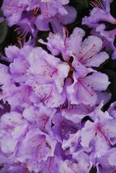 Rhododendron Biloxi Blues — photo 2