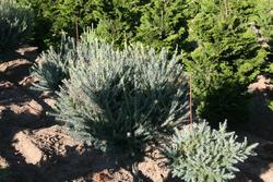 Larix laricina Blue Sparkler — photo 1