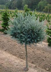 Larix laricina Blue Sparkler — photo 2