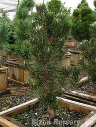 Pinus thunbergii Koto buki — photo 1