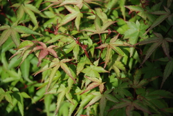 Acer palmatum 'Azuma Murasaki' — photo 2