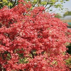 Acer palmatum 'Beni Maiko' — photo 3