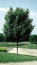 Acer platanoides 'Pond Emerald Lustre' — photo 1