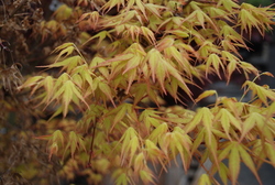 Acer palmatum 'Katsura' — photo 2