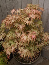 Acer palmatum 'Peaches and Cream' — photo 3