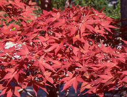 Acer palmatum 'Shojo Nomura' — photo 2