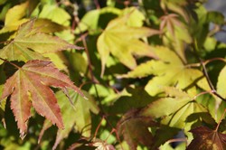 Acer palmatum 'Tsuma Gaki' — photo 3