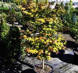 Acer palmatum 'Tsuma Gaki' — photo 4