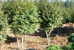 Acer palmatum — photo 1