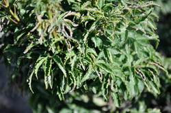 Acer palmatum 'Shishigashira' — photo 1