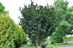 Acer palmatum 'Shishigashira' — photo 2