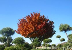 Acer palmatum 'Shishigashira' — photo 3