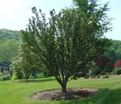 Acer palmatum 'Shishigashira' — photo 4