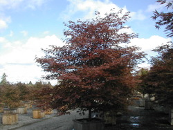 Acer palmatum 'Sherwood Flame' — photo 3