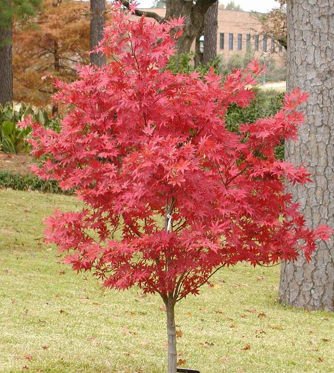 Acer palmatum 'Suminigashi' — photo 1